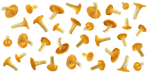 background with chanterelle mushrooms on white background. - obrazy, fototapety, plakaty