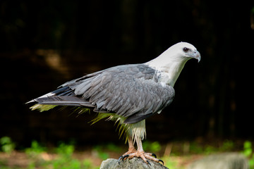 White-bellied Sea-eagle