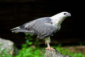 White-bellied Sea-eagle