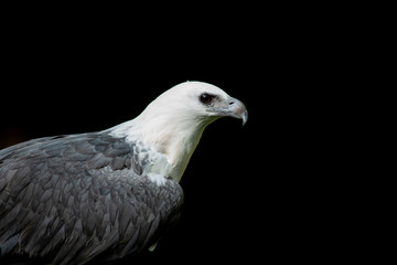 White-bellied Sea-eagle