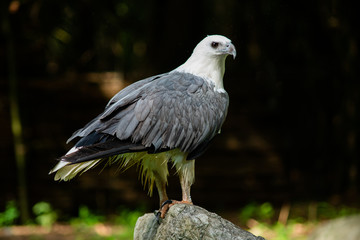 White-bellied Sea-eagle