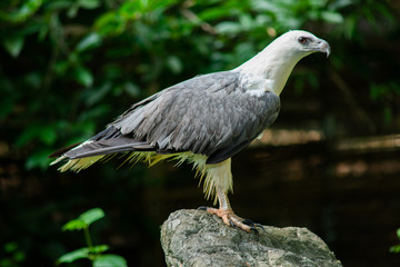White-bellied Sea-eagle