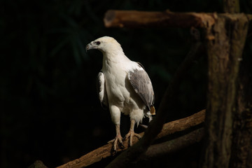 White-bellied Sea-eagle