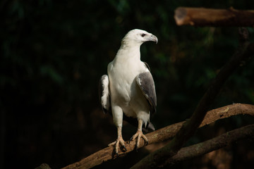 White-bellied Sea-eagle