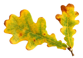 Plakat yellow-green oak leaves isolated on white background. autumn leaf.