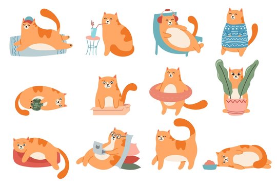 Cute cats. Cat in box, adorable red kitty sleeping and fat cat in fur sweater vector illustration set. Domestic animal lifestyle. Comic kitten in glasses working on laptop, drinking milk stickers