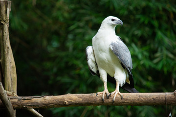 White-bellied Sea-eagle
