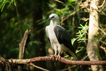 White-bellied Sea-eagle
