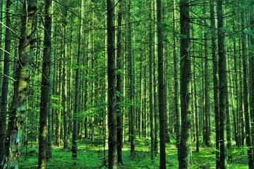 Obraz premium in a pine forest in summer