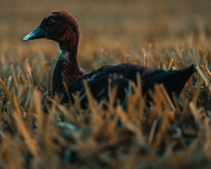 duck at sunset