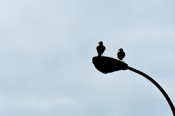 Two seagulls perched on a lamppost