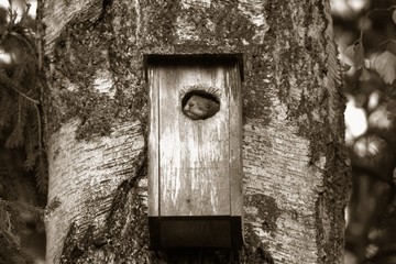 Squirrel in a birds house. Sepia