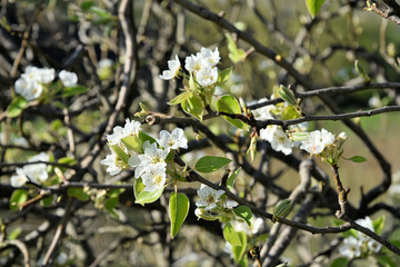 Gros plan de fleurs d'arbres fruitiers