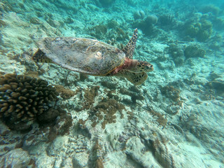 wildlife maldivian sea turtle (marine turtles)