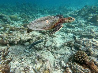Fototapeta na wymiar wildlife maldivian sea turtle (marine turtles)