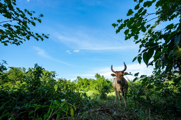 Forest and meadow with a cow