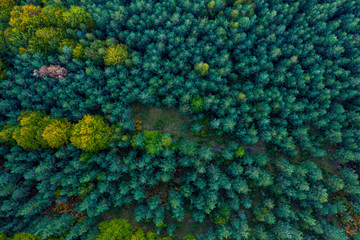 Aerial photography of colourful trees in the woods during the autumn