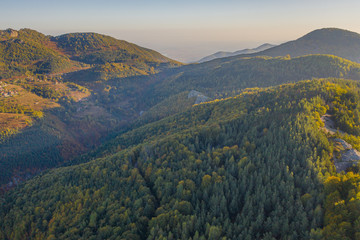 Aerial photography of colourful trees in the woods during the autumn