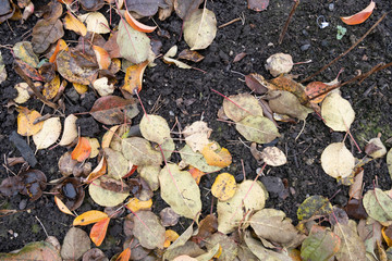 autumn leaves background. Fallen leaves in autumn on the asphalt. Texture. Background of autumn leaves.