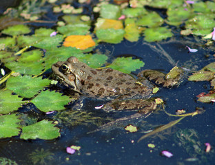 Grenouille