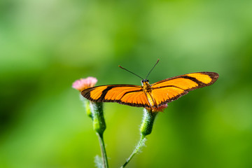 A Flambeau Butterfly resting on a small pink wild flower in an open meadow in the rain forest.
