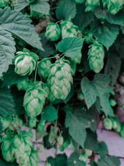 gooseberries on a branch