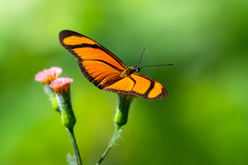 Obraz premium A Flambeau Butterfly resting on a small pink wild flower in an open meadow in the rain forest.