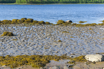 The littoral zone at low tide.