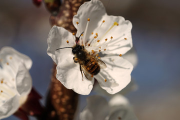 Biene - Marillenblüte