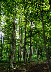 Fototapeta na wymiar Schöne deutsche Waldlichtung im Sonnenschein