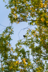 Meise durch die Zweige einer Korkenzieherweide