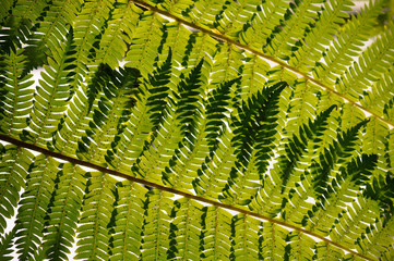 leaf of fern