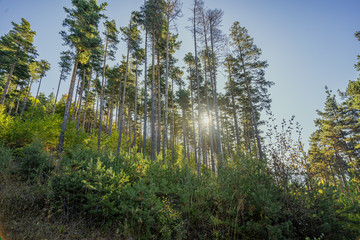 Colorful trees in the woods during the autumn