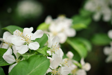 white flowers of apple tree
