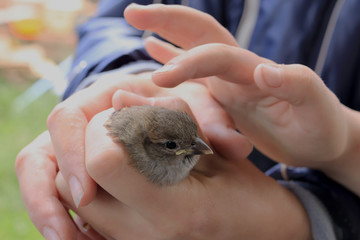 Little Sparrow Sitting On His Hands In The Sunlight,