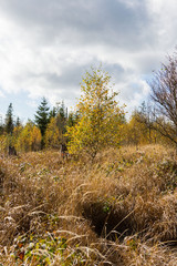 Herbst im Tannermoor