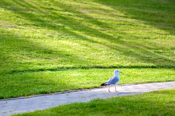 Obraz na płótnie Canvas Seagull is walking along the grass