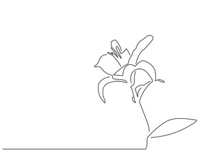 Flower line drawing, vector illustration design. Nature collection.