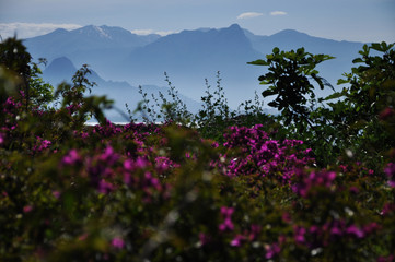 flowers and blue sky