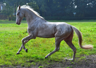 Dirty cremello akhal teke breed  stallion running in gallop in the field in backlight.