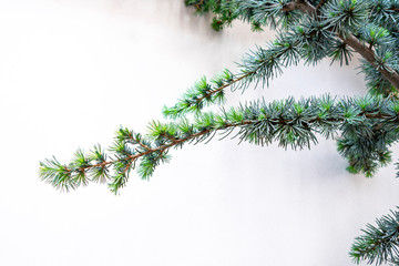 holiday fresh winter evergreen small tree branches seasonal symbol