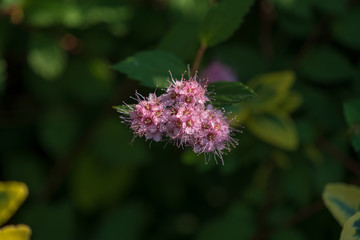 Japanischer Spierstrauch, Blüte im Detail