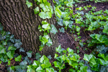 ivy on going up the base of tree trunk summer outdoor woods