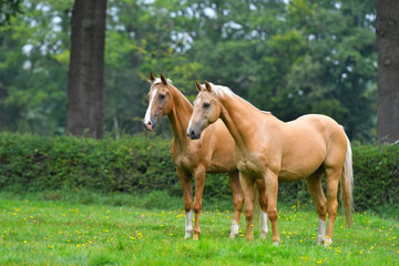 Naklejka na ściany i meble Two palomino akhal teke breed horses standing still in the park and watching.