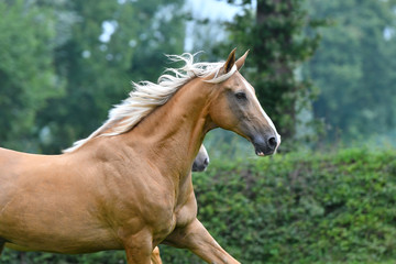 Naklejka premium Two palomino akhal teke breed horses running in the park together. Animal portrait.