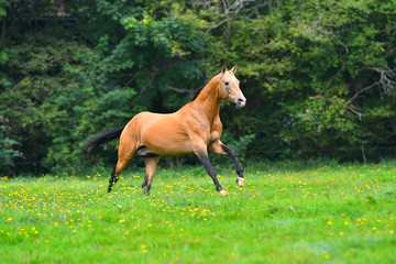 Naklejka na ściany i meble Buckskin akhal teke stallion running in trot in the green field in summer with trees and forest in the background. 