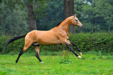 Obraz na płótnie Canvas Buckskin akhal teke stallion running in trot in the green field in summer with trees and forest in the background. 