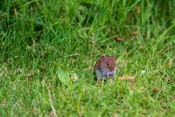 Feldmaus frisst Samen Close up