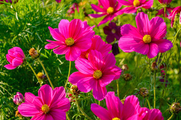 Background of summer beautiful flowers - 296601817