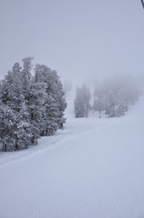 landscape with trees and road in winter